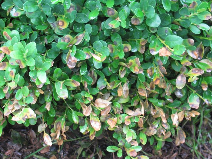 Boxwood blight